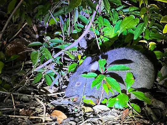 アマミノクロウサギを探す奄美大島のナイトツアー